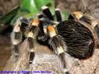 Brachyphelma smithi